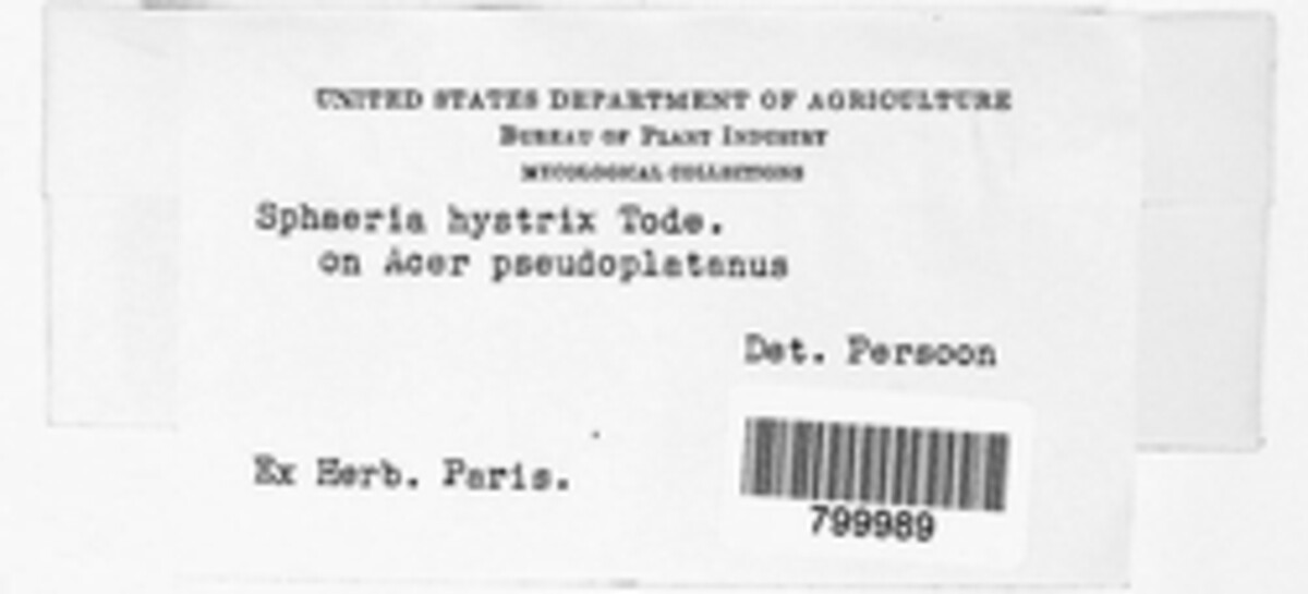 Apiognomonia hystrix image